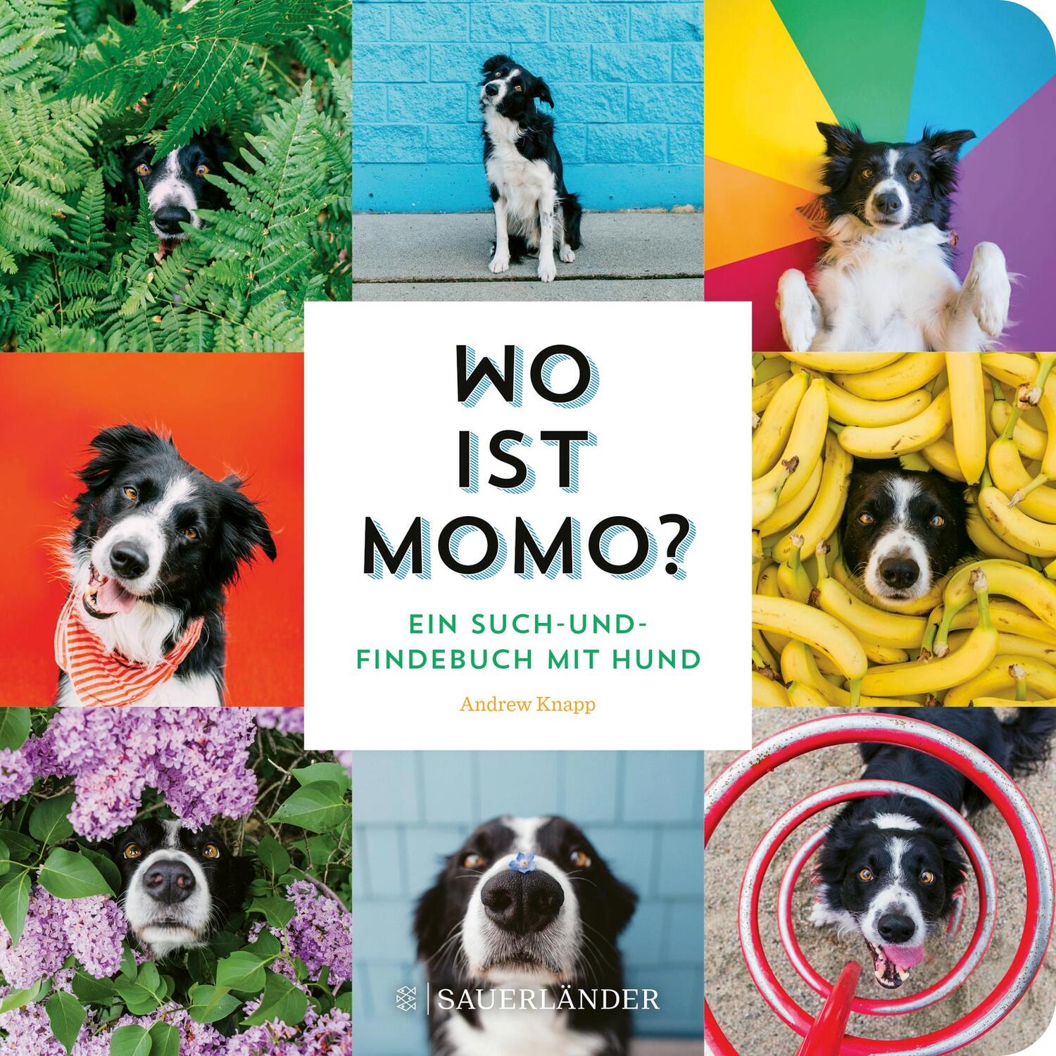 Cover: 9783737359313 | Wo ist Momo? | Andrew Knapp | Buch | 26 S. | Deutsch | 2023