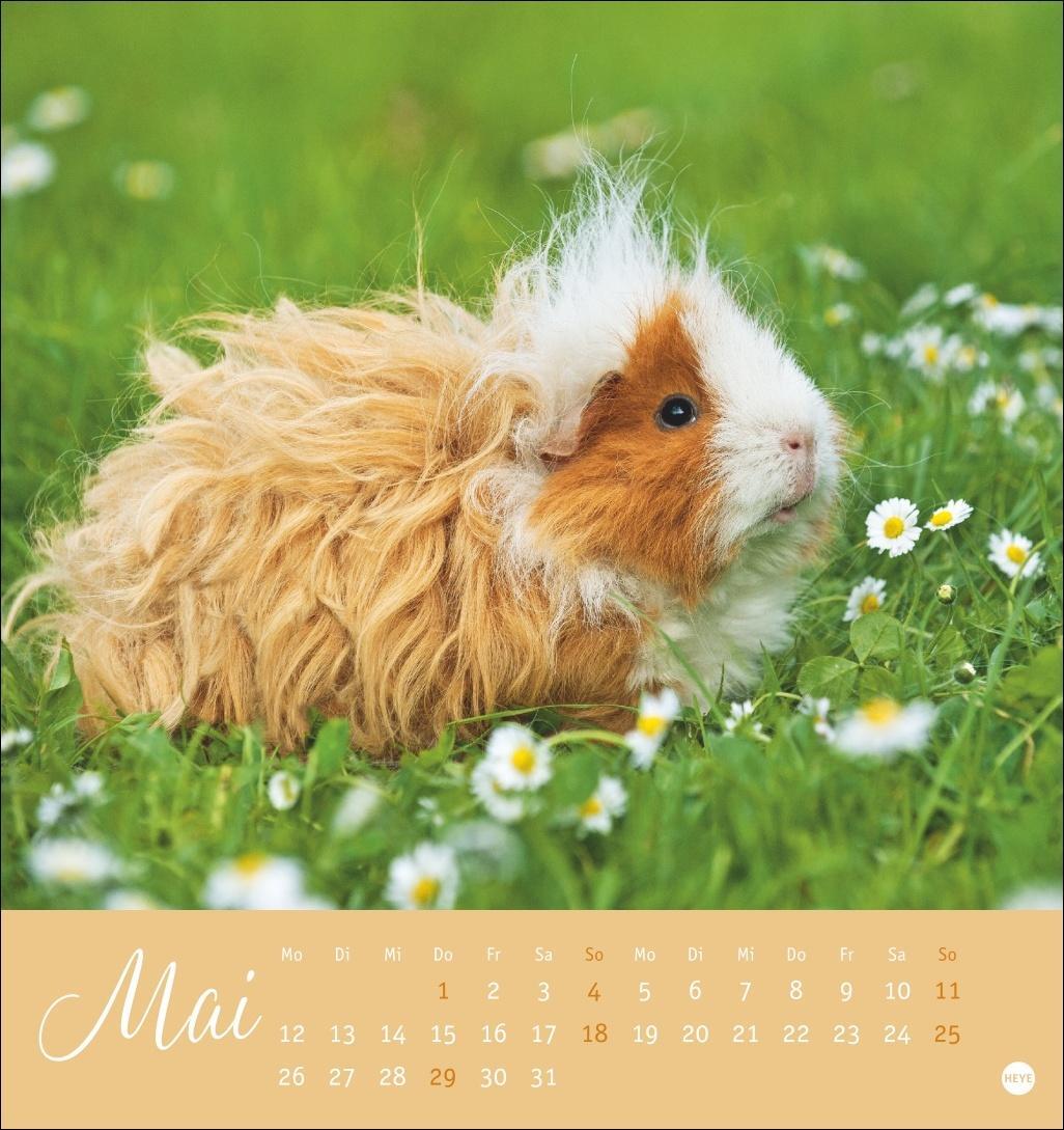Bild: 9783756407101 | Kuschelige Meerschweinchen Postkartenkalender 2025 | Kalender | 13 S.