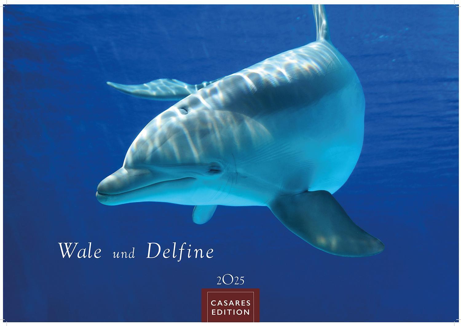 Cover: 9781835241264 | Wale und Delfine 2025 L 35x50cm | Kalender | 14 S. | Deutsch | 2025