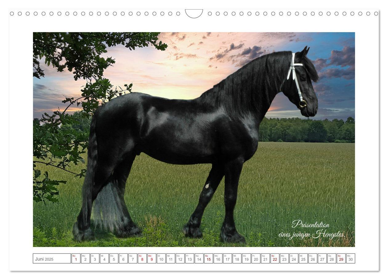 Bild: 9783383909085 | Friesen - elegant und kraftvoll (Wandkalender 2025 DIN A3 quer),...