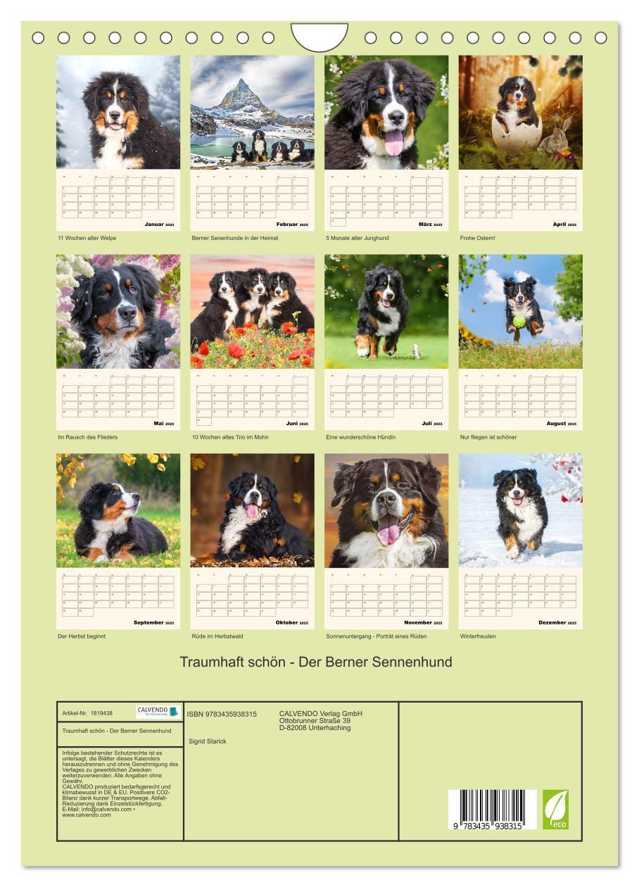 Bild: 9783435938315 | Traumhaft schön - Der Berner Sennenhund (Wandkalender 2025 DIN A4...