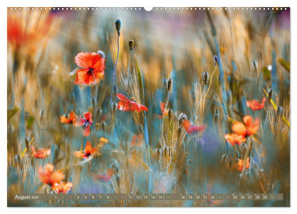 Bild: 9783435111633 | AUGENBLICK ZAUBER (Wandkalender 2025 DIN A2 quer), CALVENDO...