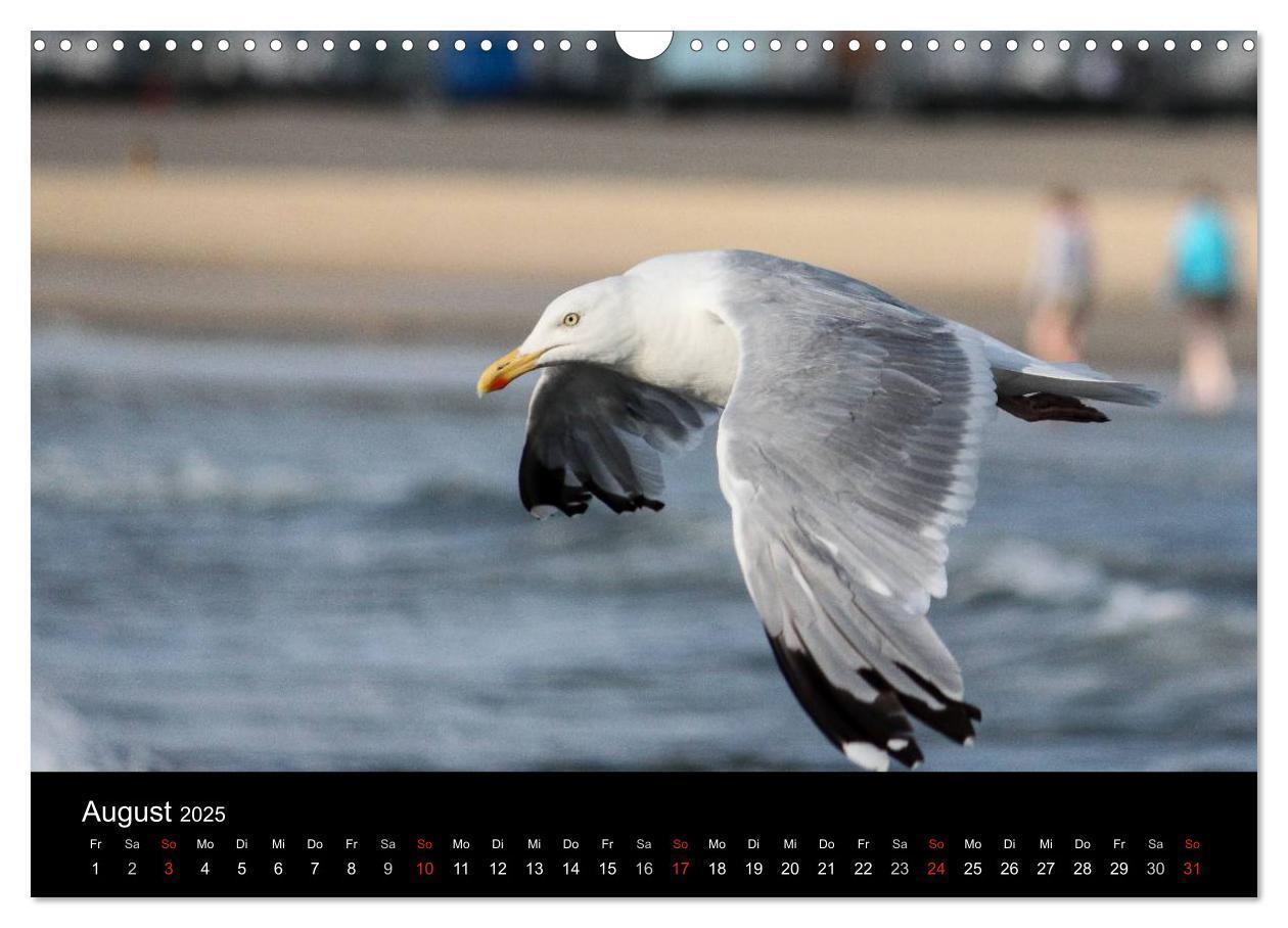 Bild: 9783435655380 | Spontane Fotografie - Möwen (Wandkalender 2025 DIN A3 quer),...