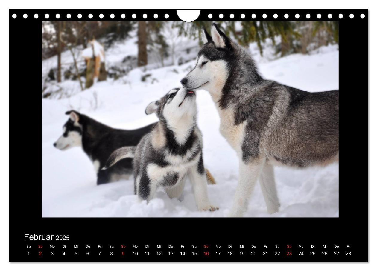 Bild: 9783435837649 | Husky-Kalender (Wandkalender 2025 DIN A4 quer), CALVENDO...