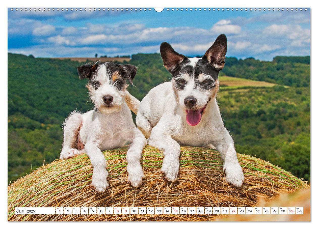 Bild: 9783435250028 | 100000 Volt auf vier Pfoten - Jack und Parson Russell Terrier...