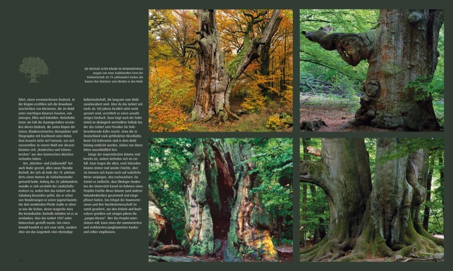 Bild: 9783866907676 | Deutschlands wilde Wälder | Norbert Rosing (u. a.) | Buch | Deutsch
