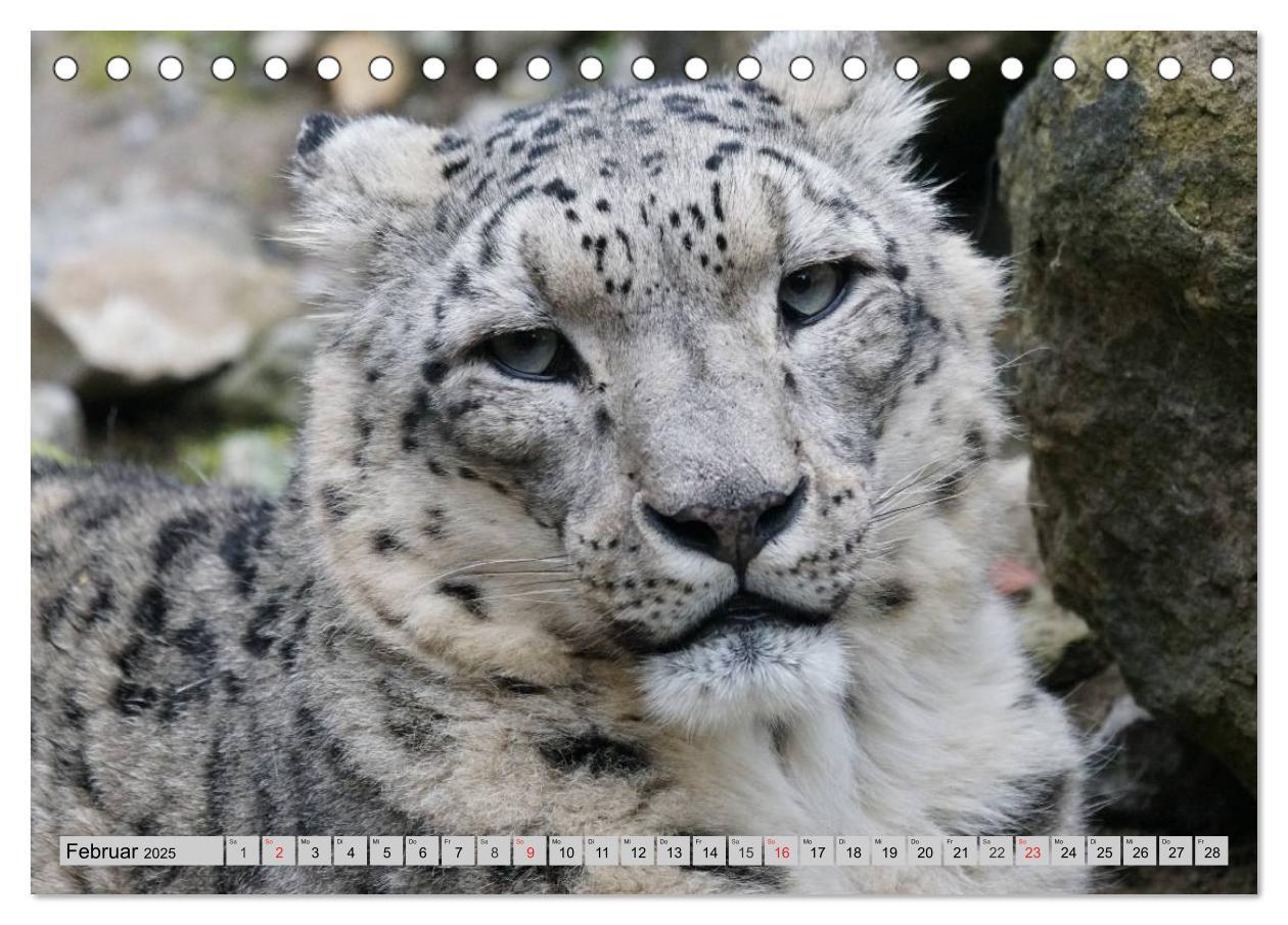 Bild: 9783435520015 | Schneeleoparden. Perfekte Raubkatzen-Schönheiten (Tischkalender...