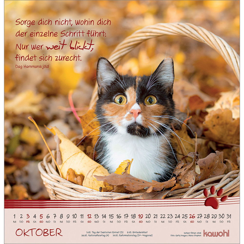 Bild: 9783754829851 | Kleine Katzen-Tatzen 2025 | Kalender | Spiralbindung. Spiralbindung