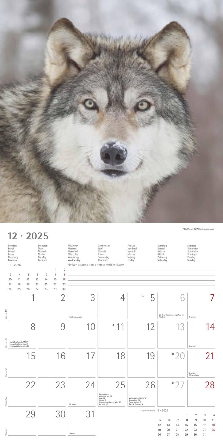 Bild: 4251732340711 | Wölfe 2025 - Broschürenkalender 30x30 cm (30x60 geöffnet) -...
