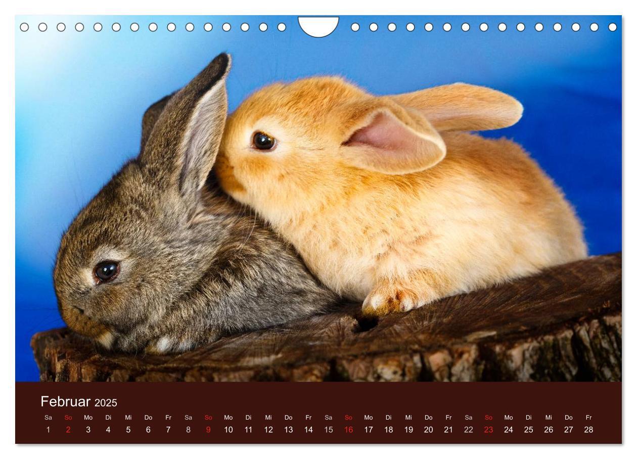 Bild: 9783435761371 | Lustige Kaninchen (Wandkalender 2025 DIN A4 quer), CALVENDO...