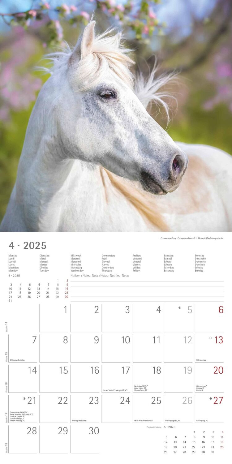 Bild: 4251732343040 | Ponys 2025 - Broschürenkalender 30x30 cm (30x60 geöffnet) -...