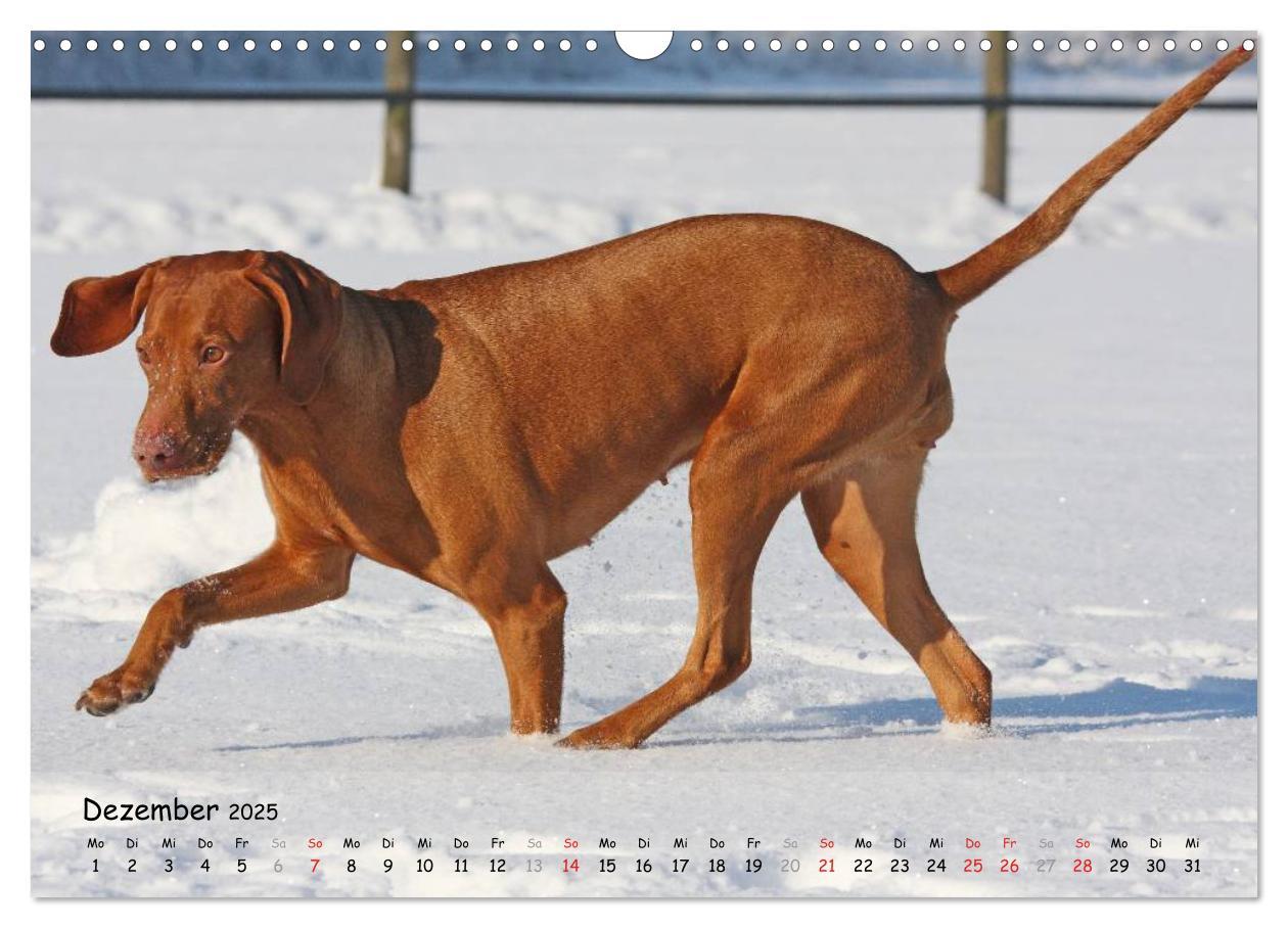 Bild: 9783435630356 | Magyar Vizsla - pure Lebensfreude (Wandkalender 2025 DIN A3 quer),...