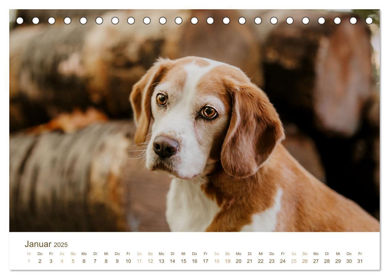 Bild: 9783435016112 | Beagle - Unser treuer Begleiter (Tischkalender 2025 DIN A5 quer),...