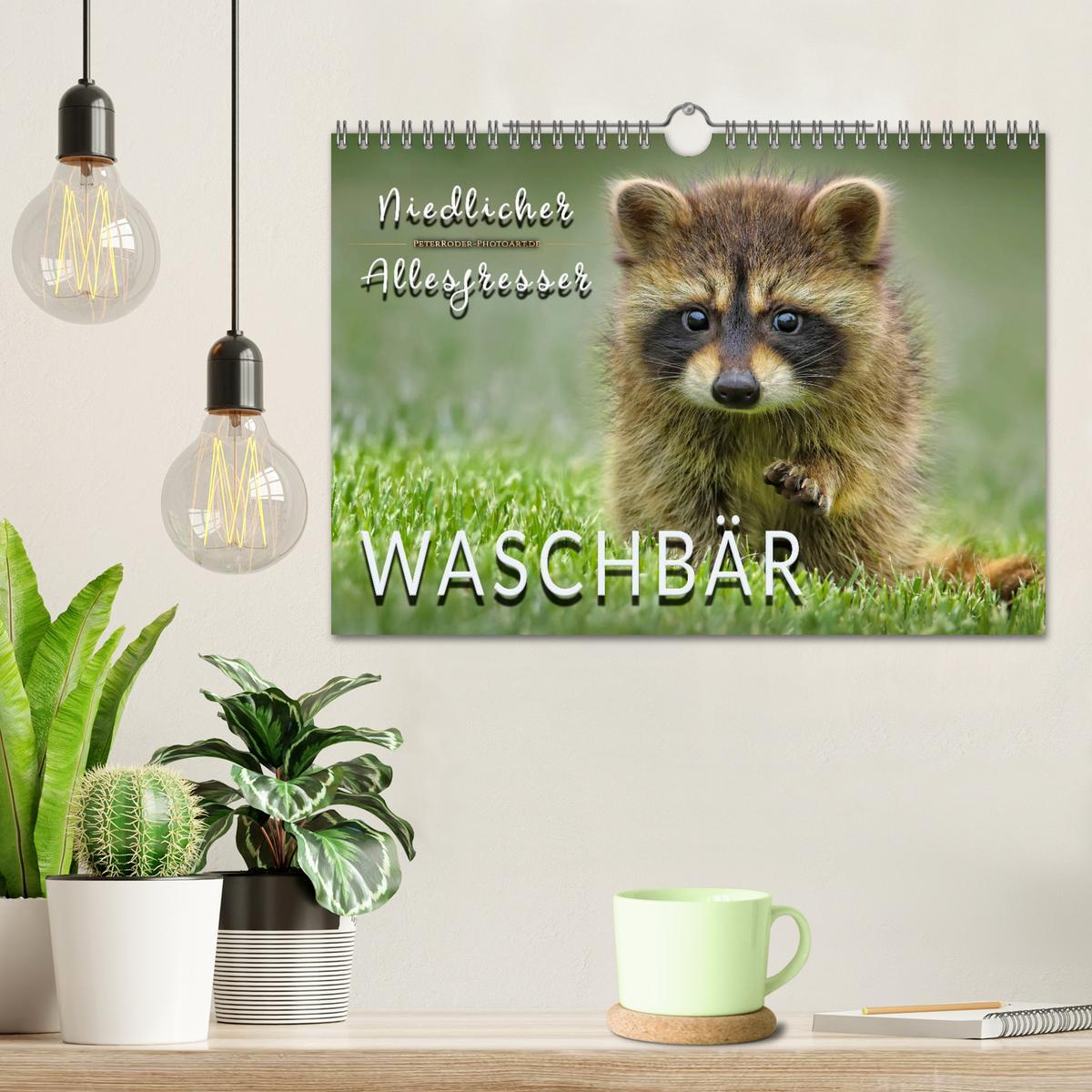 Bild: 9783435335220 | Waschbär - Niedlicher Allesfresser (Wandkalender 2025 DIN A4 quer),...