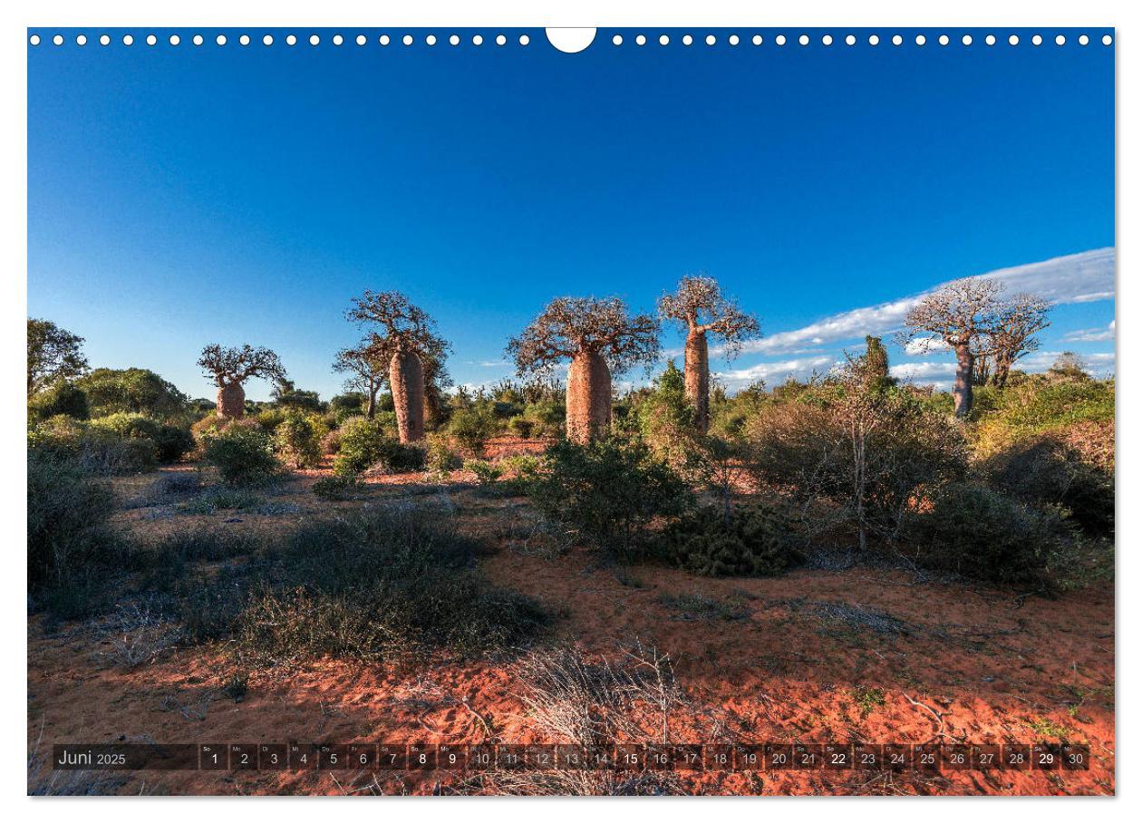 Bild: 9783435277889 | Zauberwald Ifaty · Traumhafte Baobabs in Madagaskar (Wandkalender...