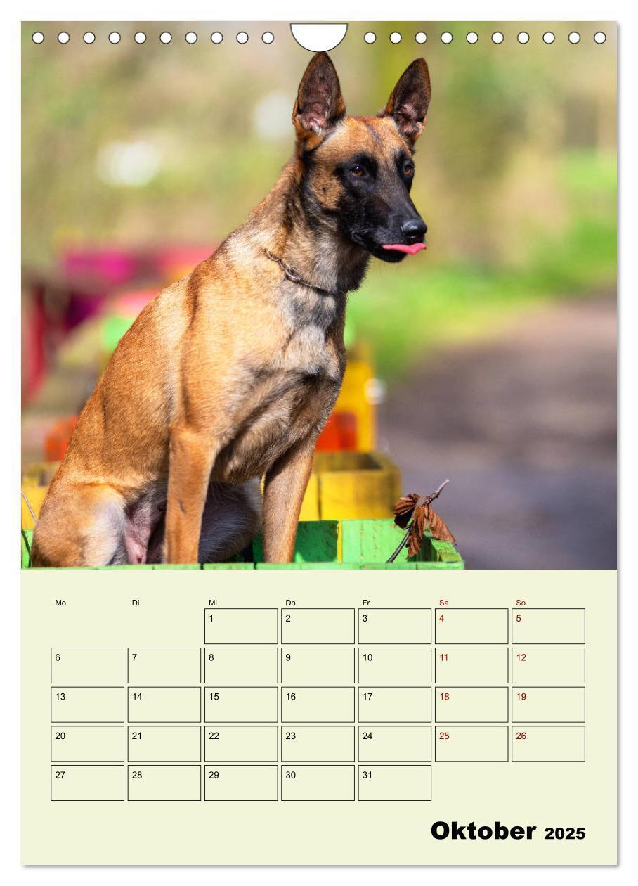 Bild: 9783435947447 | Malinois verlässliche Begleiter (Wandkalender 2025 DIN A4 hoch),...