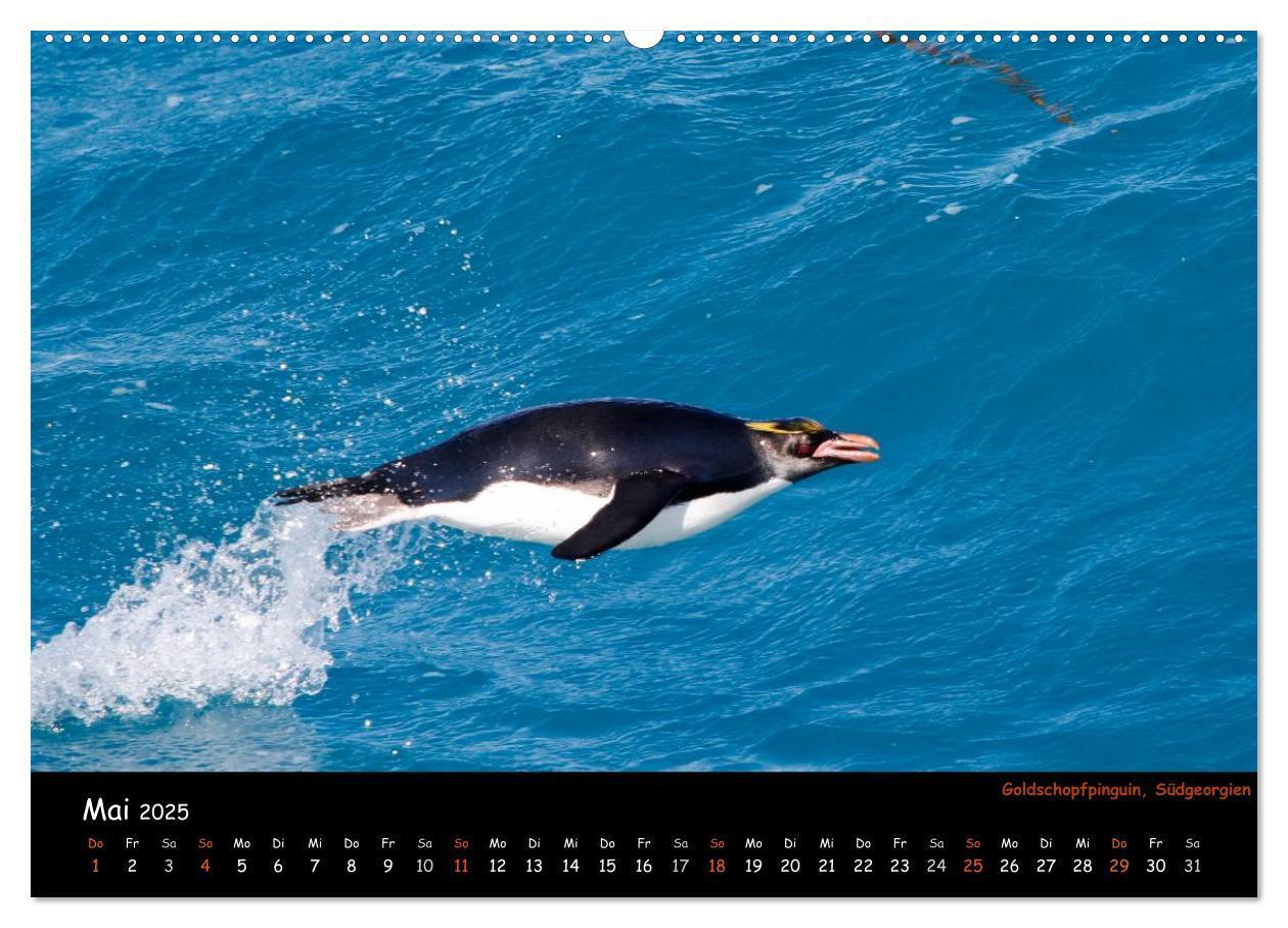 Bild: 9783435811700 | Pinguine aus aller Welt (Wandkalender 2025 DIN A2 quer), CALVENDO...