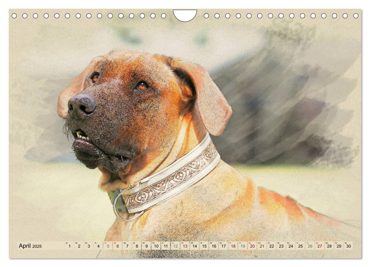 Bild: 9783435705627 | Rhodesian Ridgeback 2025 (Wandkalender 2025 DIN A4 quer), CALVENDO...