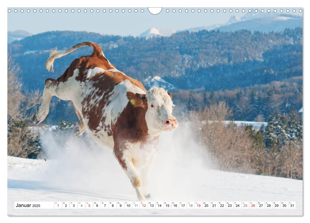 Bild: 9783435733392 | Alpenfleckvieh (Wandkalender 2025 DIN A3 quer), CALVENDO...