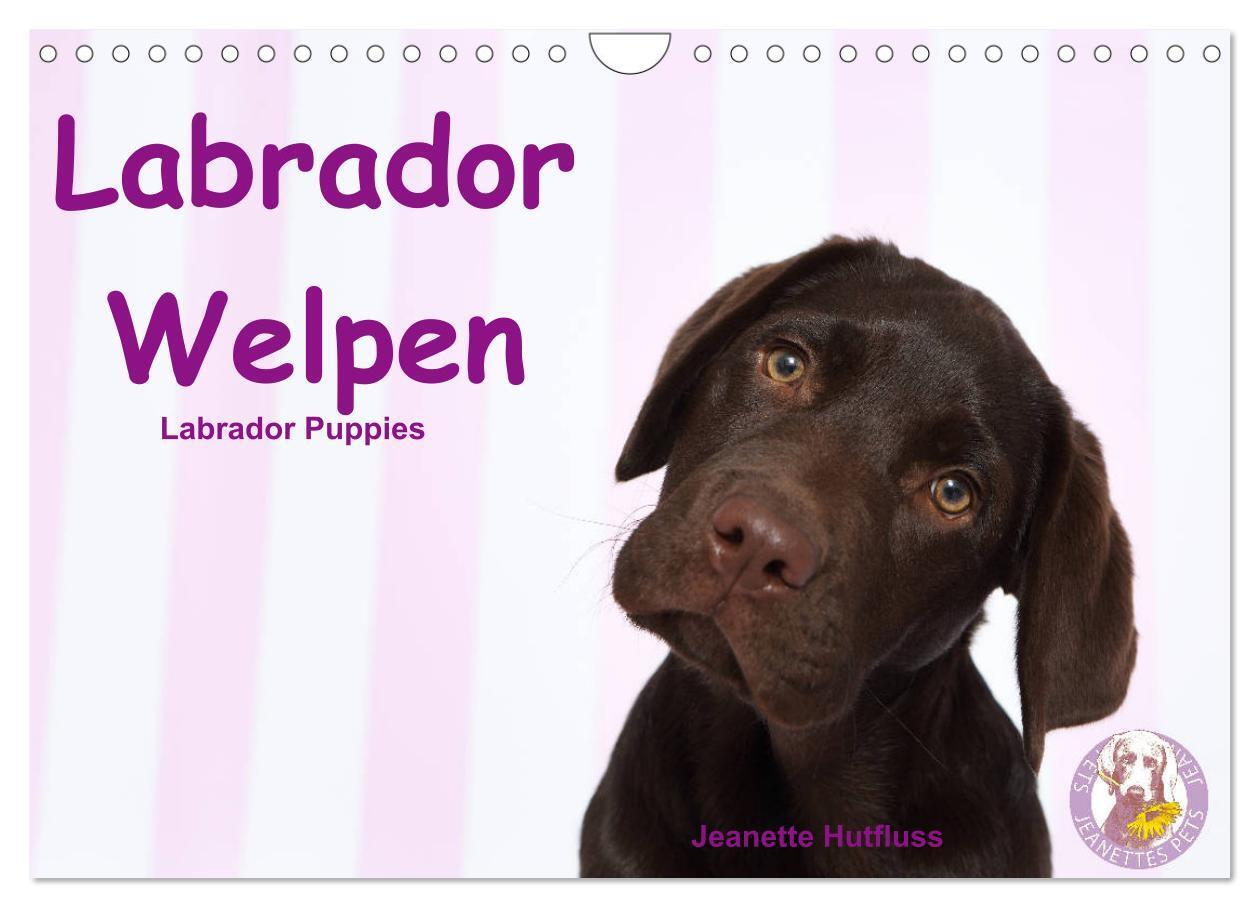 Cover: 9783675563865 | Labrador Welpen - Labrador Puppies (Wandkalender 2024 DIN A4 quer),...