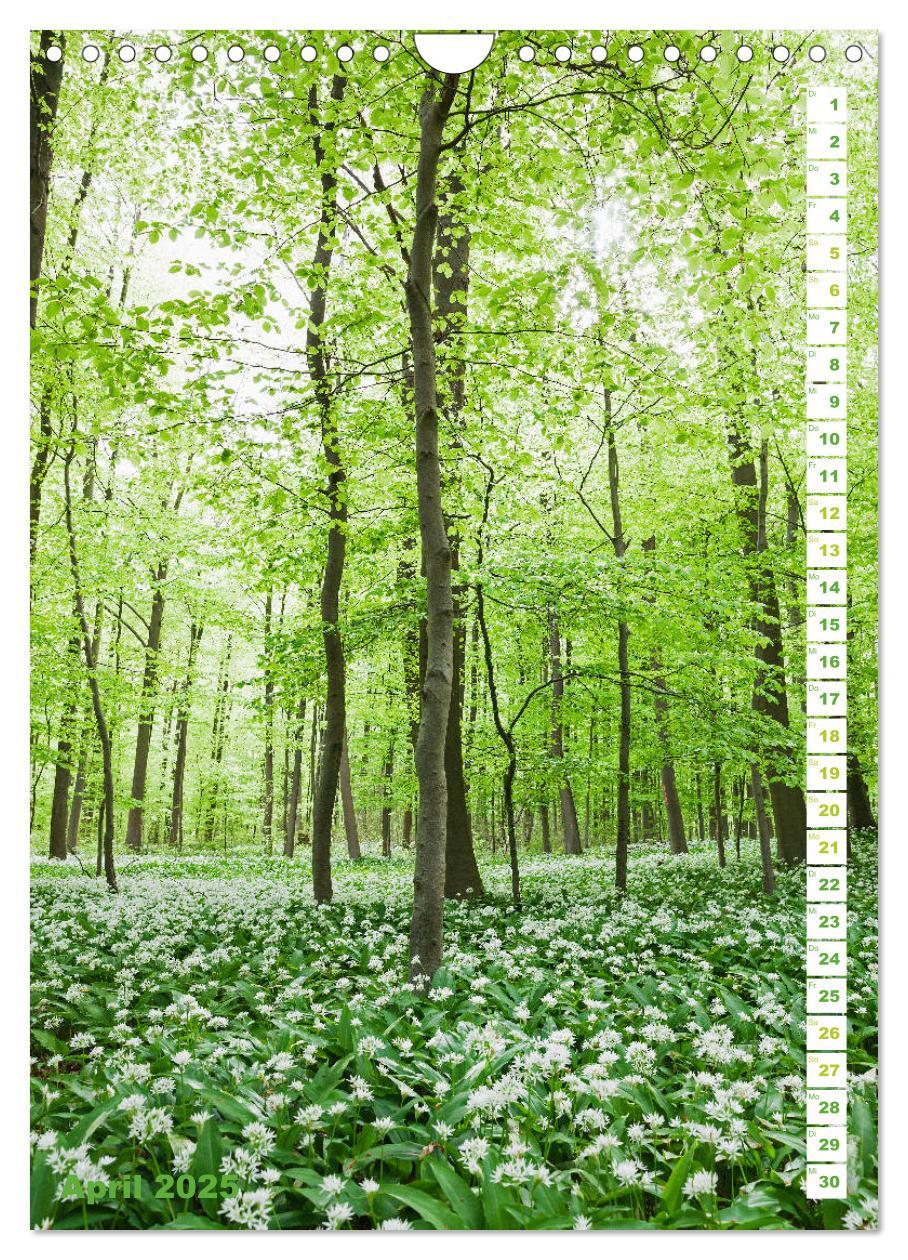 Bild: 9783435945481 | EIFEL - Kraftorte Wald und Wasser (Wandkalender 2025 DIN A4 hoch),...