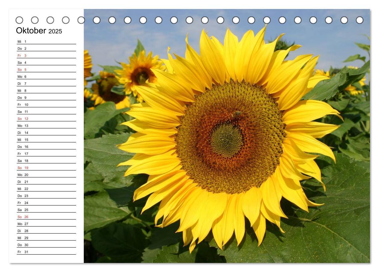 Bild: 9783435537150 | Sonnenblumen Impressionen (Tischkalender 2025 DIN A5 quer),...