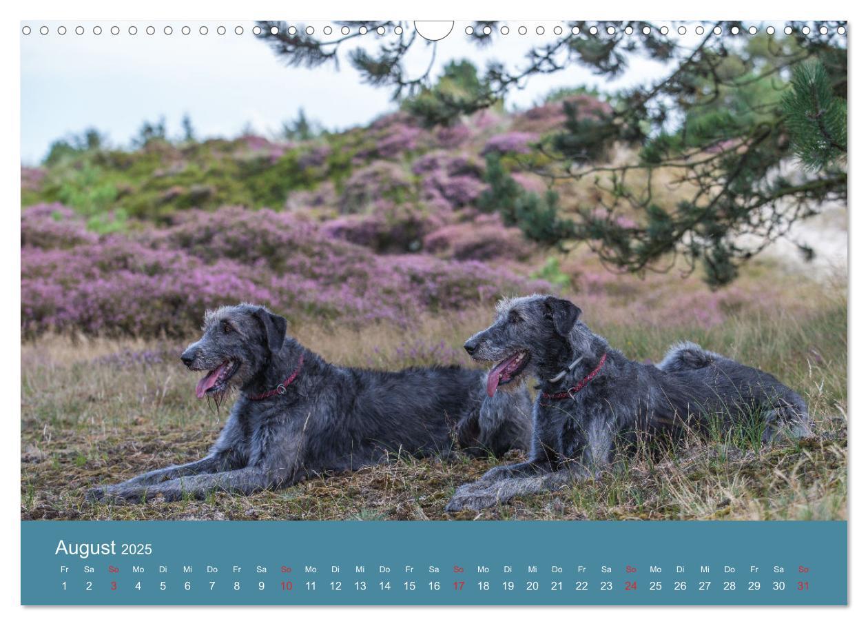 Bild: 9783435425181 | Irische Wolfshunde (Wandkalender 2025 DIN A3 quer), CALVENDO...