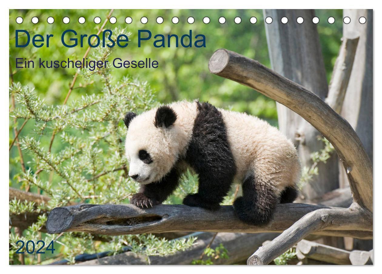 Cover: 9783675447707 | Der Große Panda Ein kuscheliger Geselle (Tischkalender 2024 DIN A5...