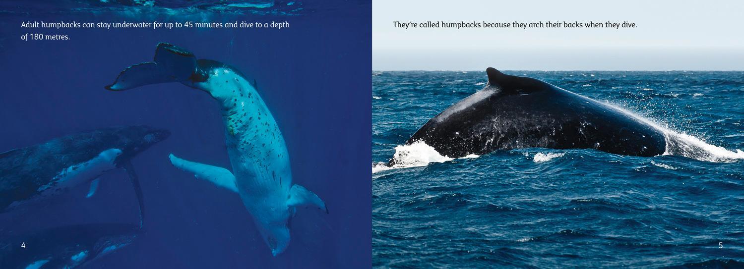 Bild: 9780007461820 | The Journey of Humpback Whales | Andy Belcher | Taschenbuch | Englisch