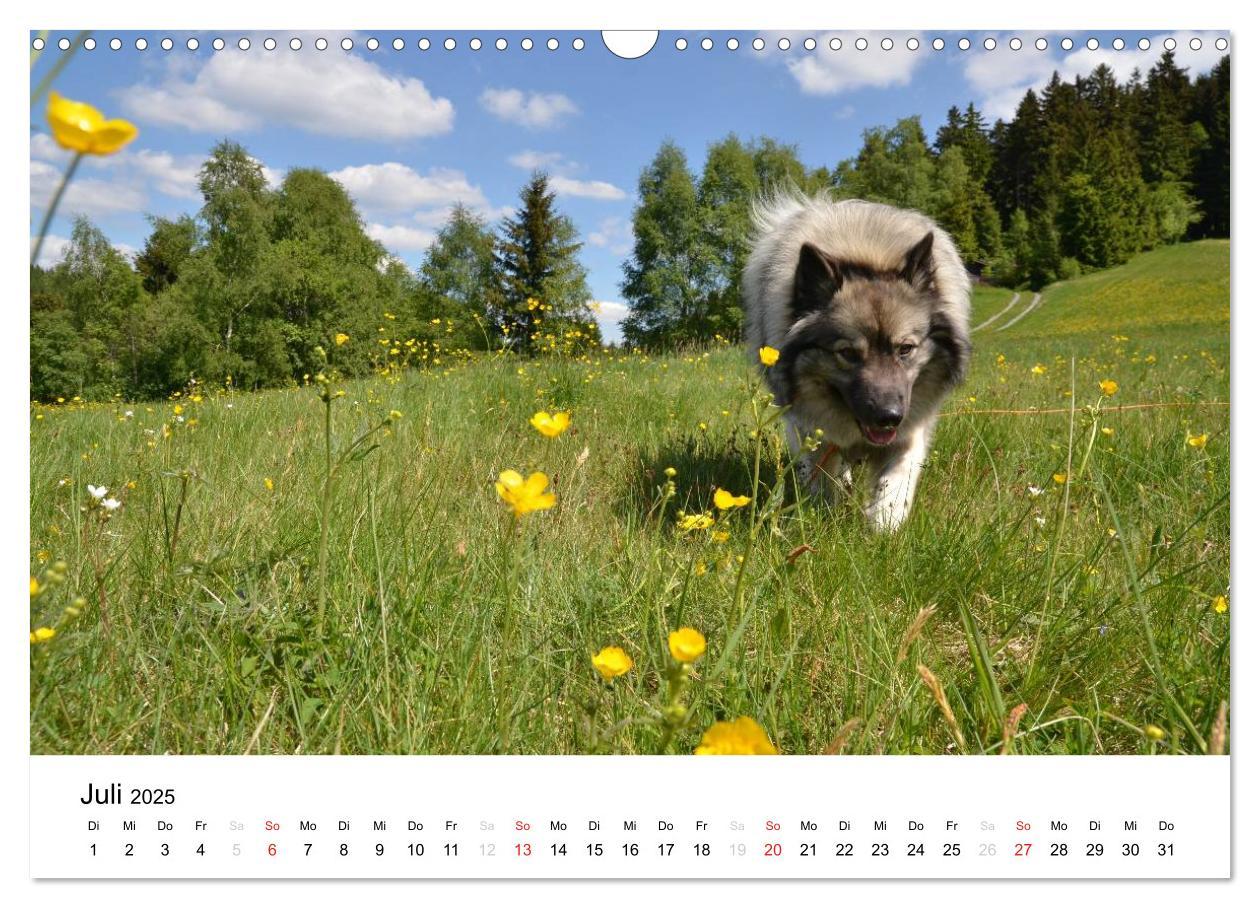 Bild: 9783435804962 | Der Wolfsspitz (Wandkalender 2025 DIN A3 quer), CALVENDO...