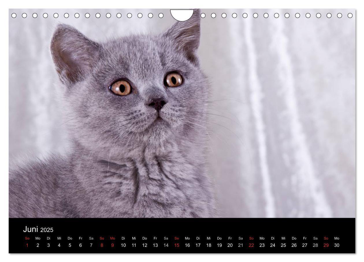 Bild: 9783435833924 | Britisch Kurzhaar Katzen (Wandkalender 2025 DIN A4 quer), CALVENDO...