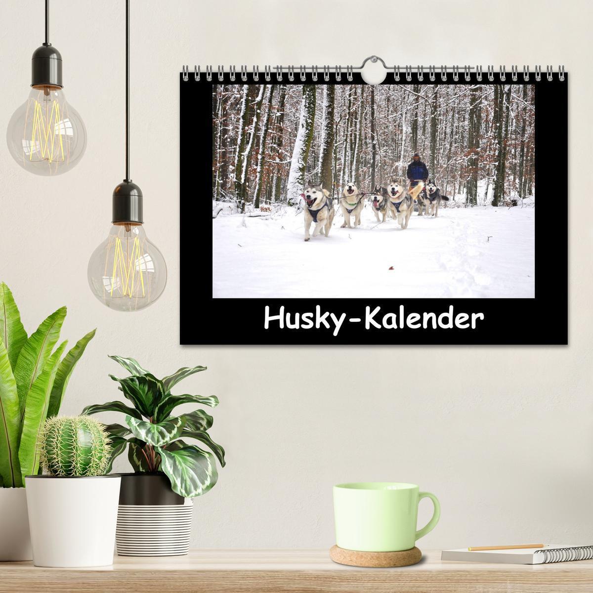 Bild: 9783435837649 | Husky-Kalender (Wandkalender 2025 DIN A4 quer), CALVENDO...