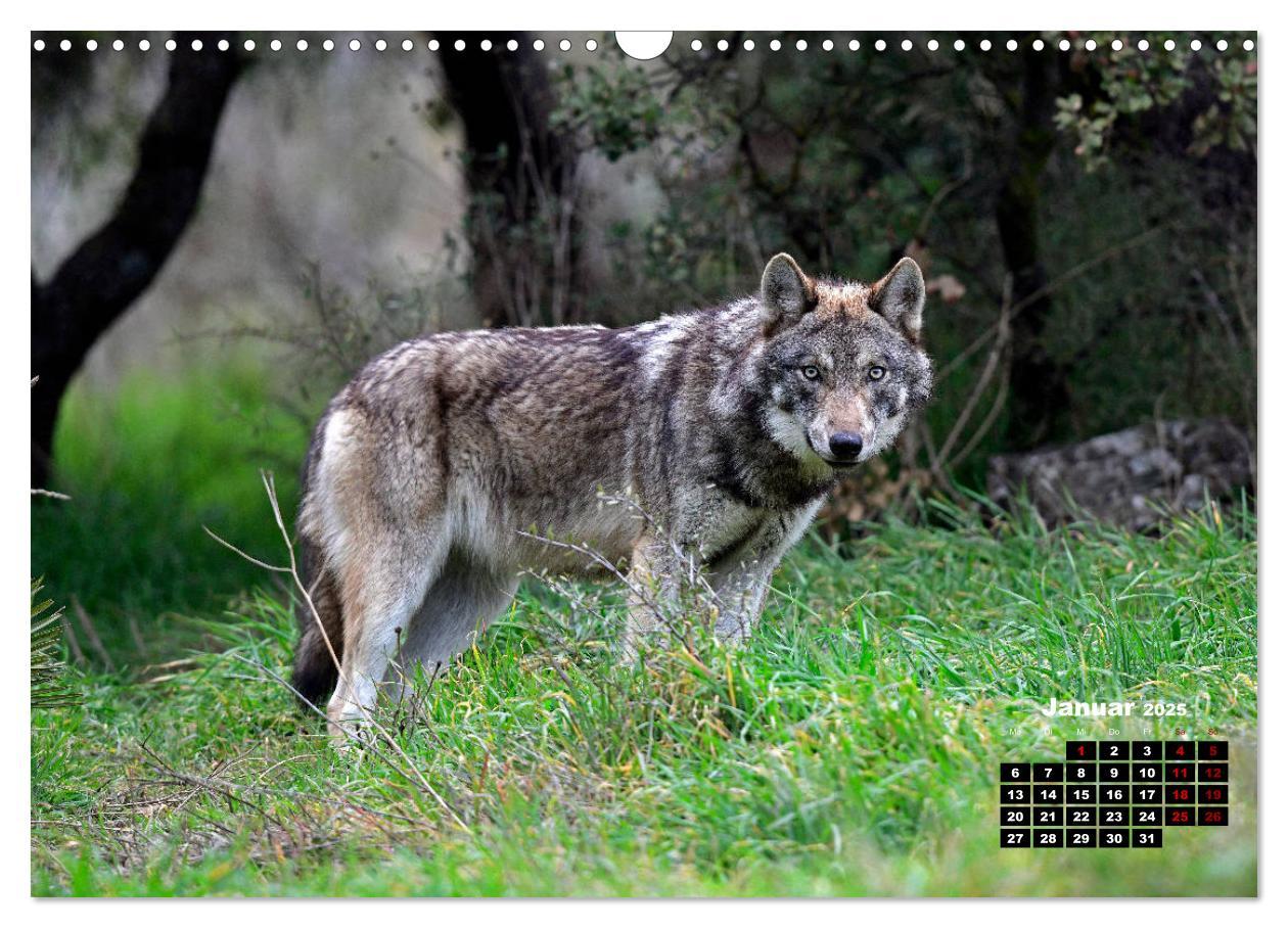 Bild: 9783435195701 | Willkommen Wolf (Wandkalender 2025 DIN A3 quer), CALVENDO...