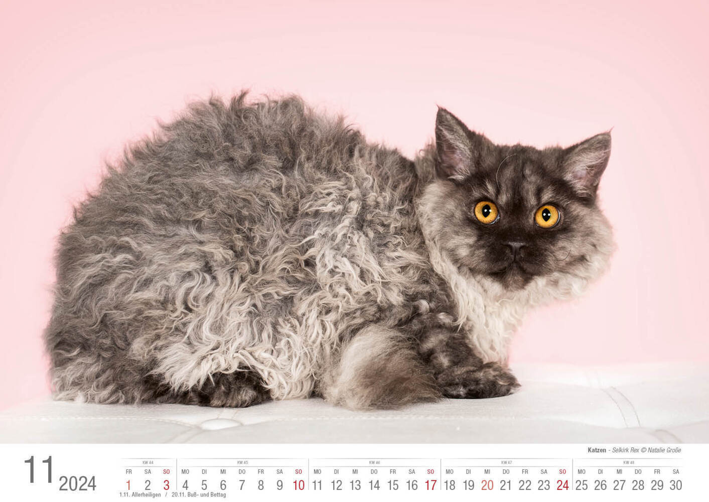 Bild: 9783965352001 | Katzen 2024 Bildkalender A3 quer - Natalie Große | Holger Klaes | 2024