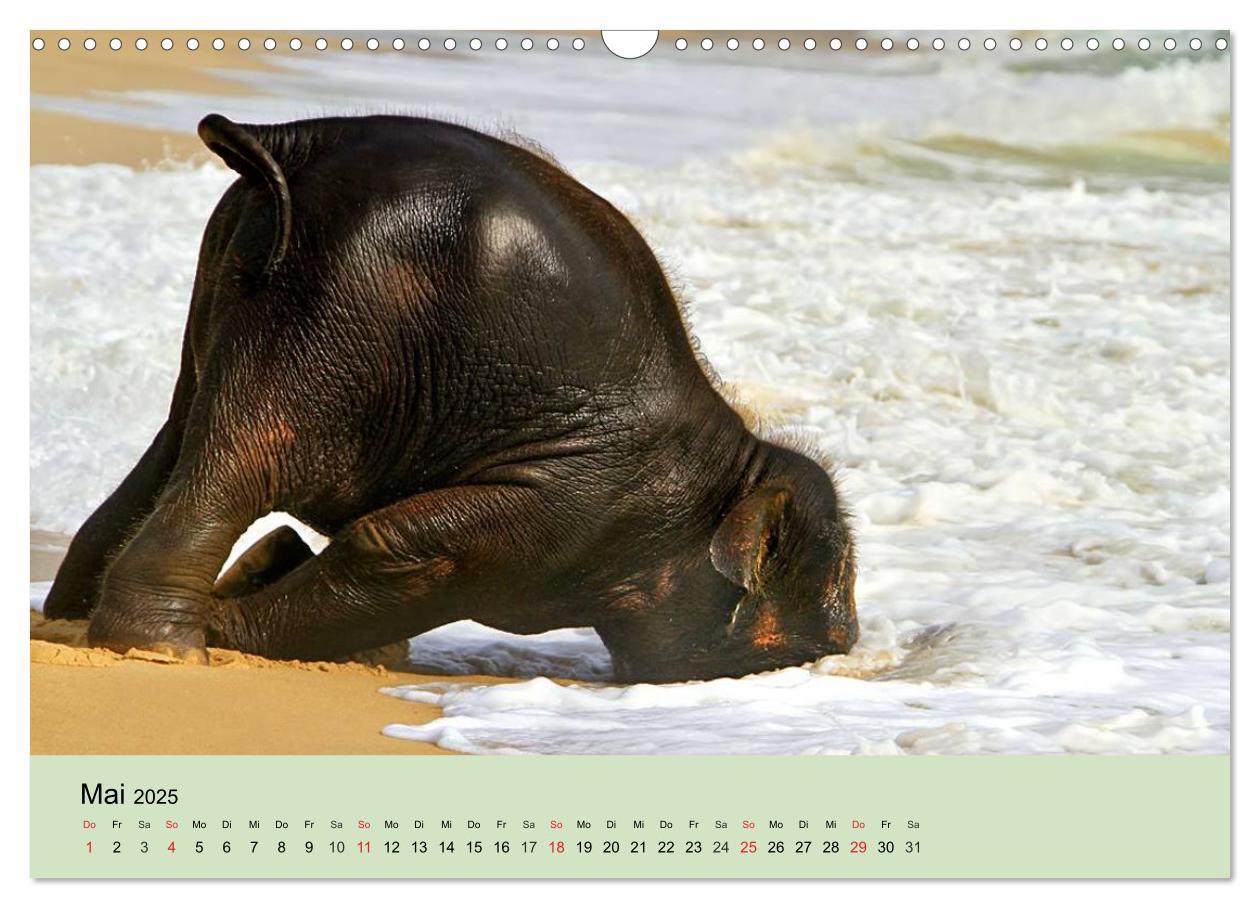 Bild: 9783435719747 | Elefanten. Badespaß am Strand (Wandkalender 2025 DIN A3 quer),...