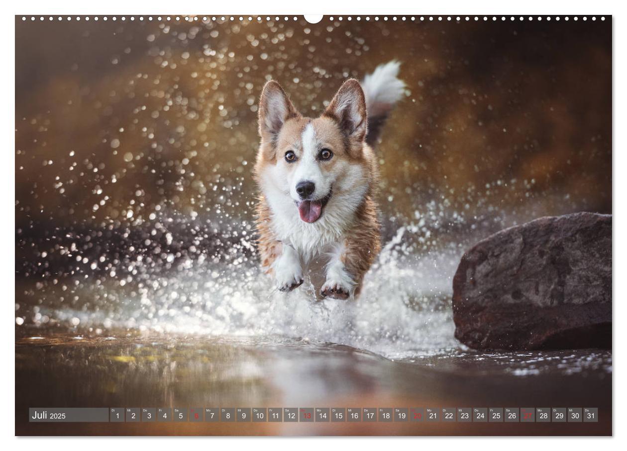 Bild: 9783435118281 | Welsh Corgi - Der Kobold unter den Hunden (Wandkalender 2025 DIN A2...