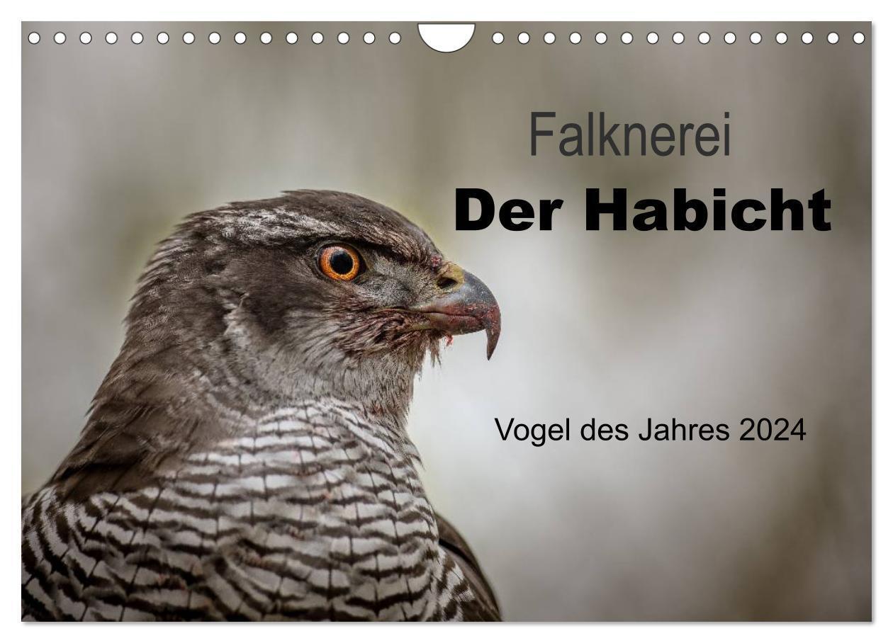 Cover: 9783675585829 | Falknerei Der Habicht (Wandkalender 2024 DIN A4 quer), CALVENDO...