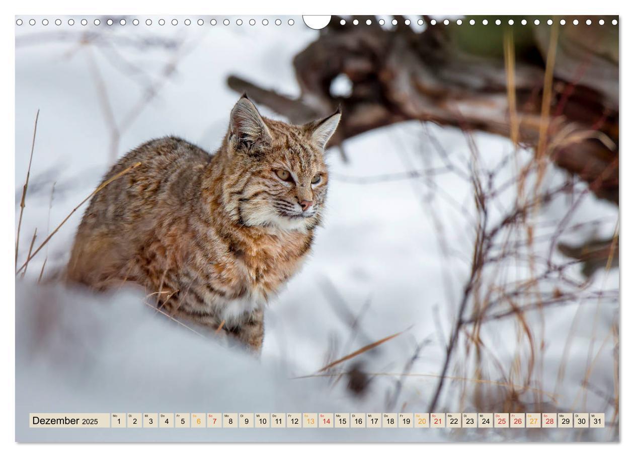 Bild: 9783435118397 | Raubkatze Luchs (Wandkalender 2025 DIN A3 quer), CALVENDO...