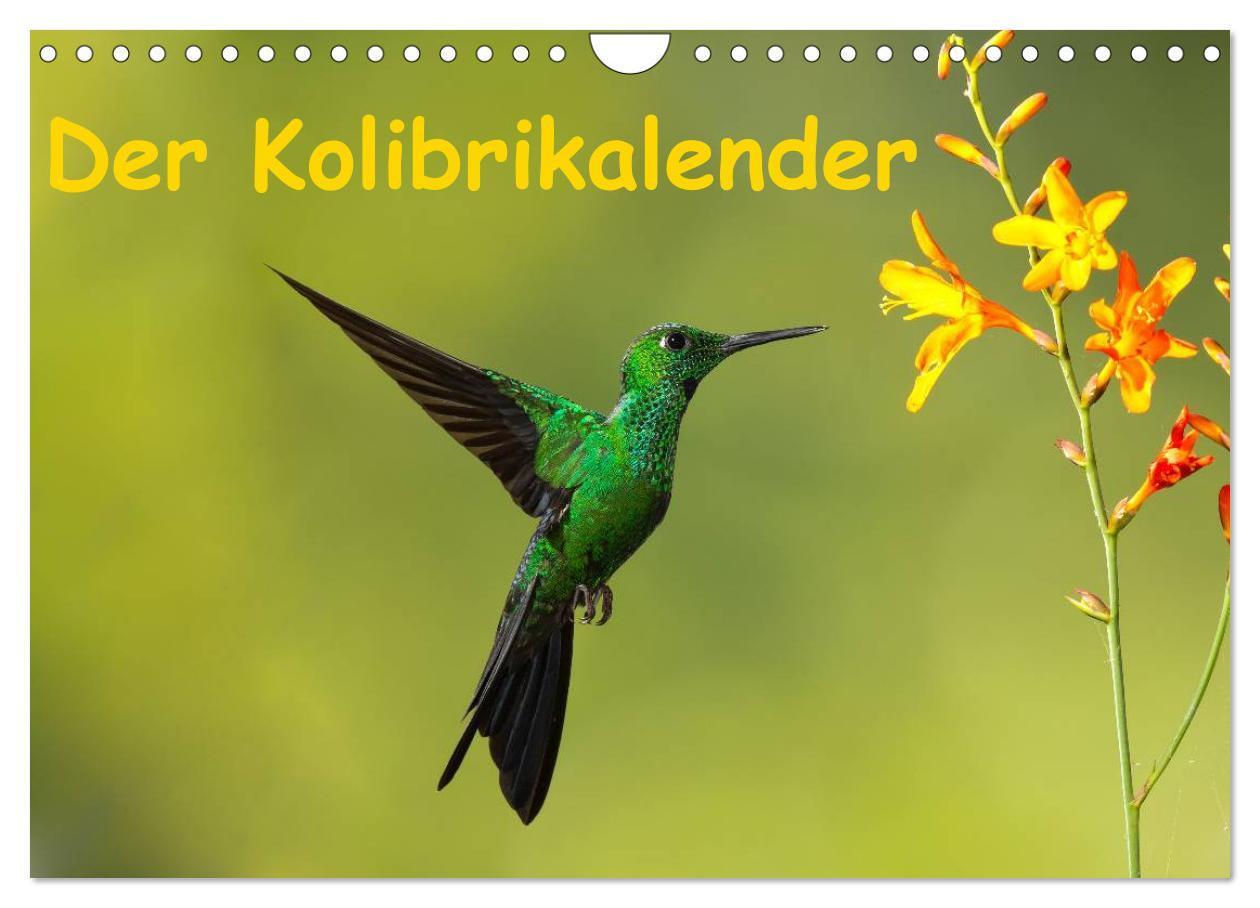 Cover: 9783383491924 | Der Kolibrikalender (Wandkalender 2024 DIN A4 quer), CALVENDO...