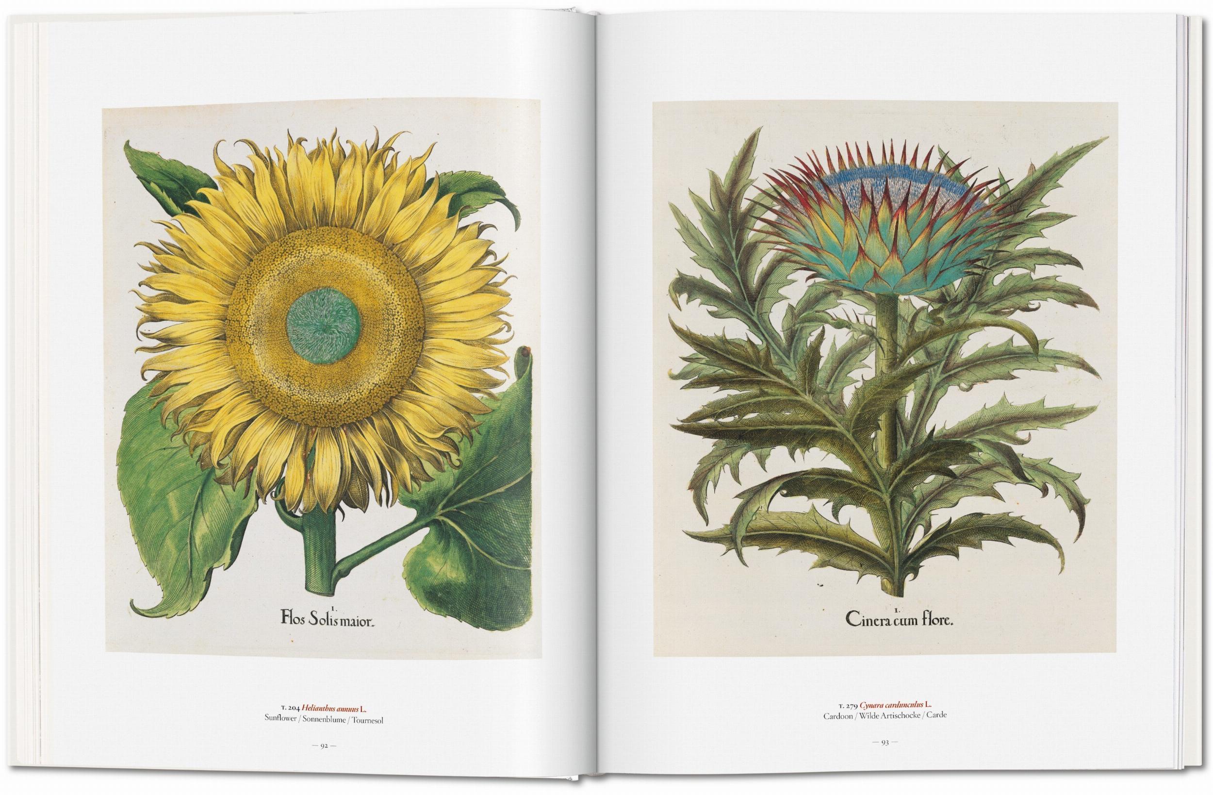 Bild: 9783836577397 | A Garden Eden. Masterpieces of Botanical Illustration | H. Walter Lack