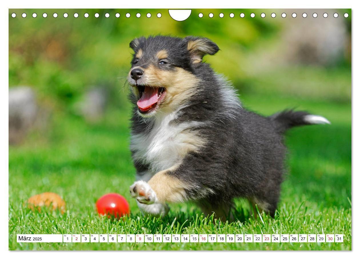 Bild: 9783435251452 | Colliewelpen - kleine Collies erobern die Welt (Wandkalender 2025...