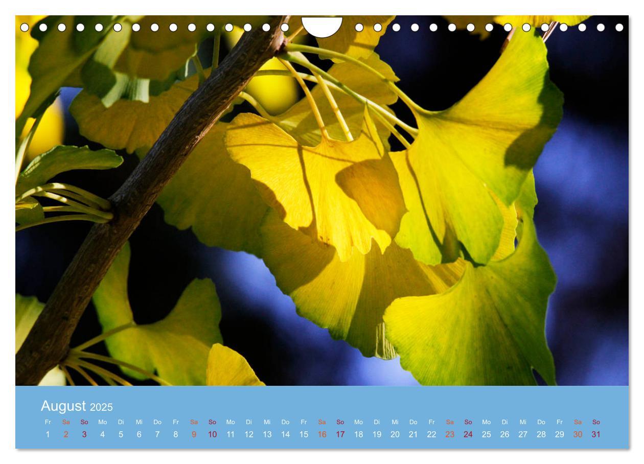 Bild: 9783435304981 | Geliebter Ginkgo (Wandkalender 2025 DIN A4 quer), CALVENDO...