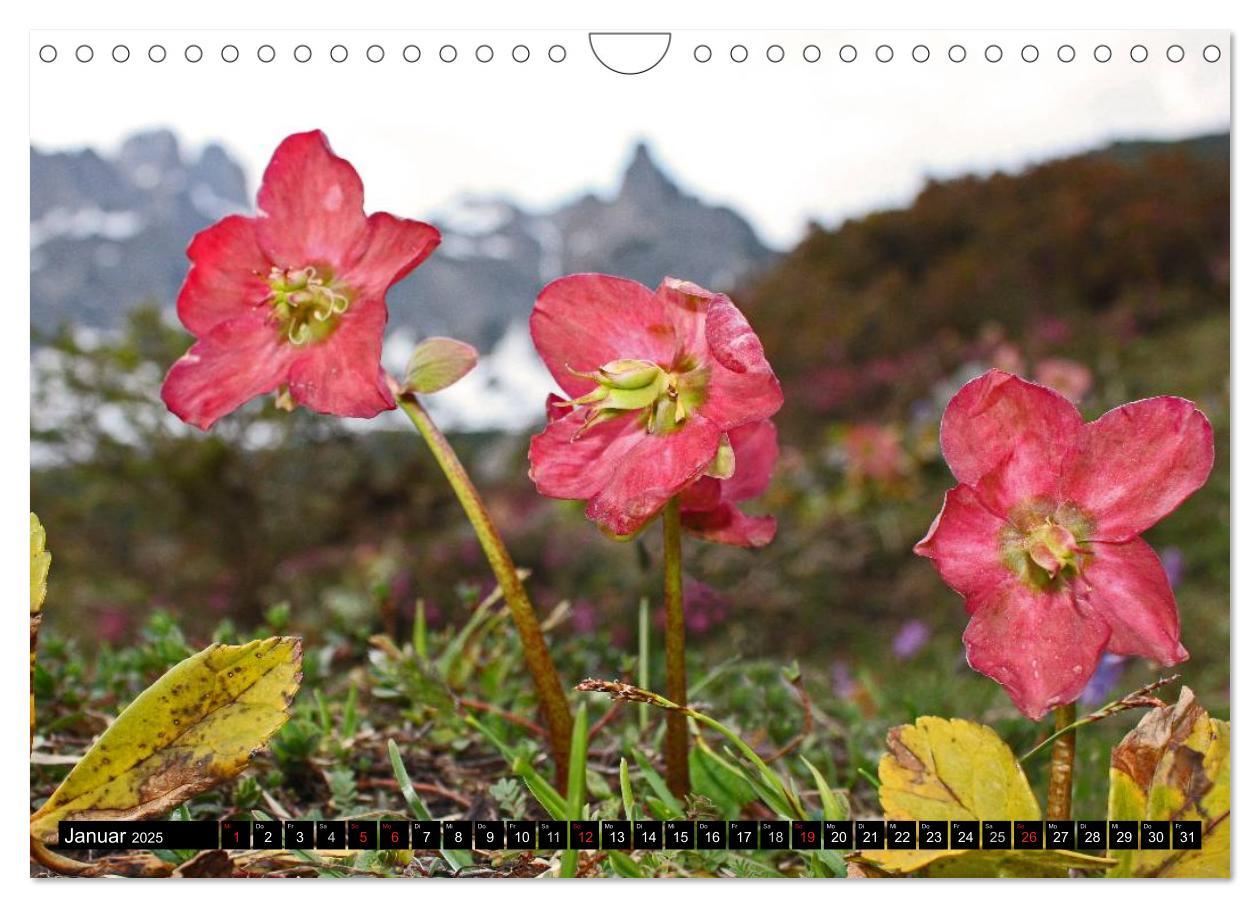 Bild: 9783435724666 | Meine 12 schönsten Alpenblumen (Wandkalender 2025 DIN A4 quer),...