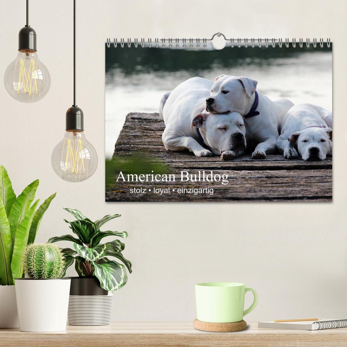 Bild: 9783435656707 | American Bulldog - stolz, loyal, einzigartig (Wandkalender 2025 DIN...