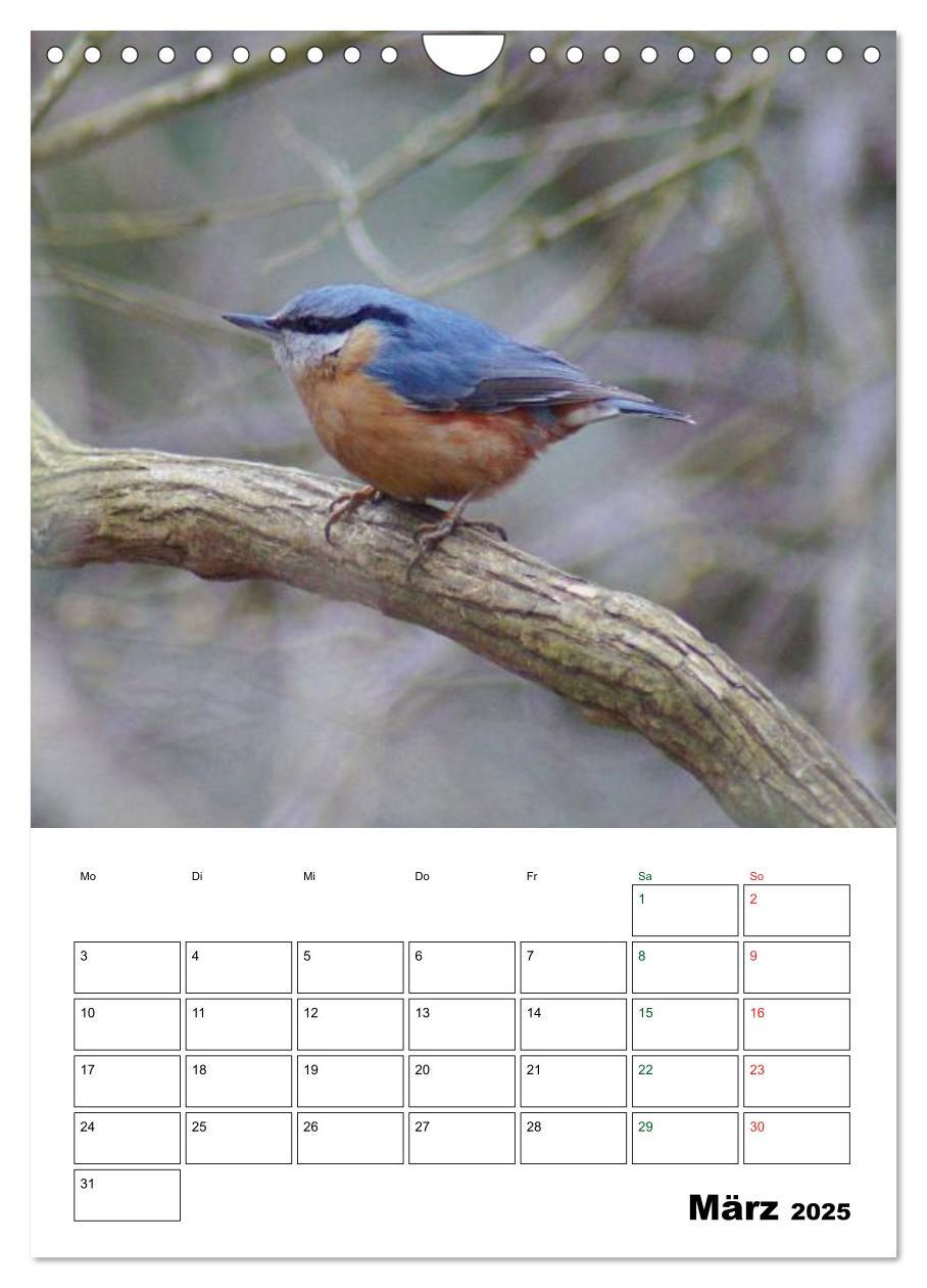 Bild: 9783457086025 | Heimische Singvögel (Wandkalender 2025 DIN A4 hoch), CALVENDO...