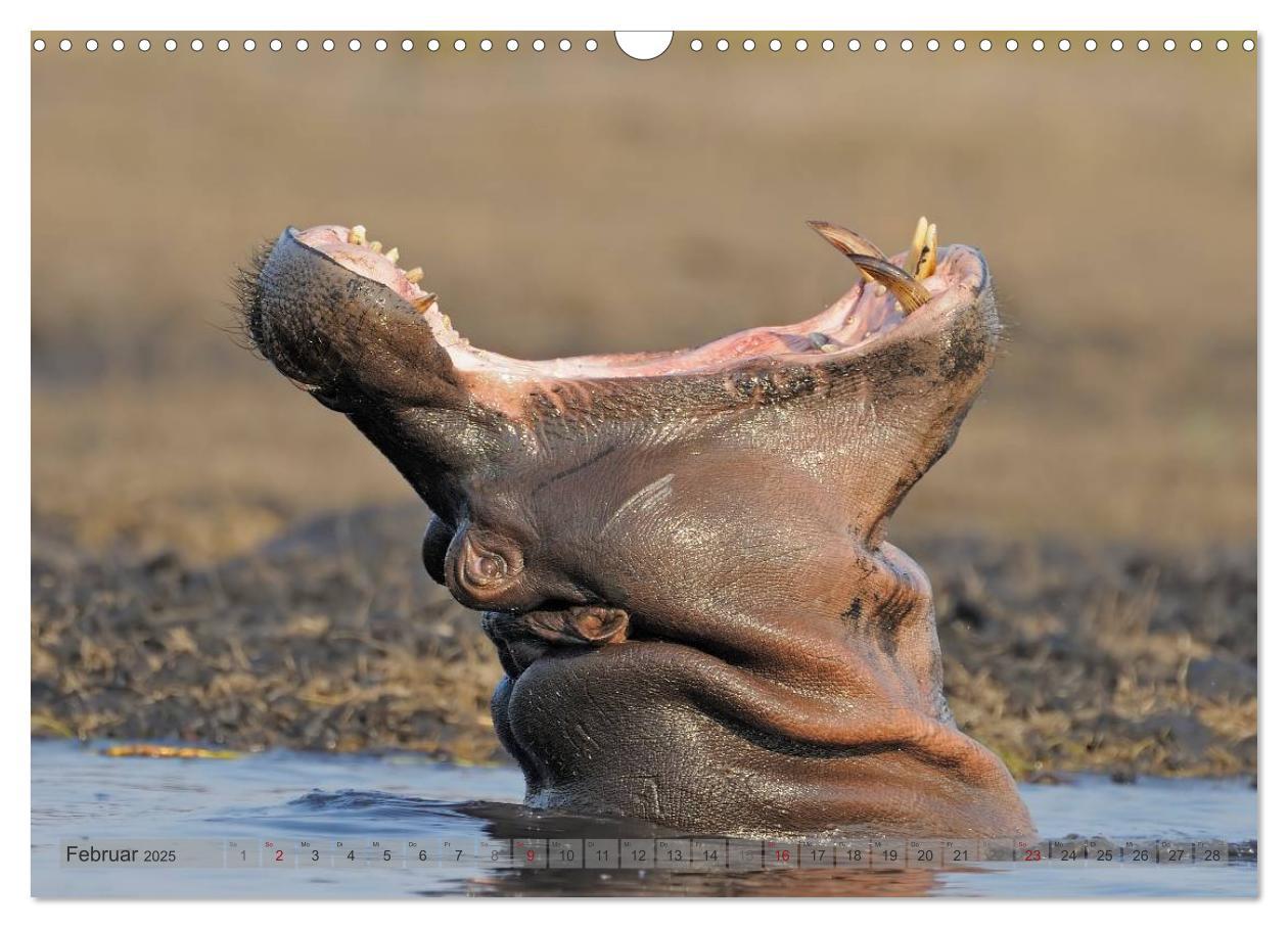 Bild: 9783435760855 | Flusspferde Magie des Augenblicks - Hippos in Afrika (Wandkalender...