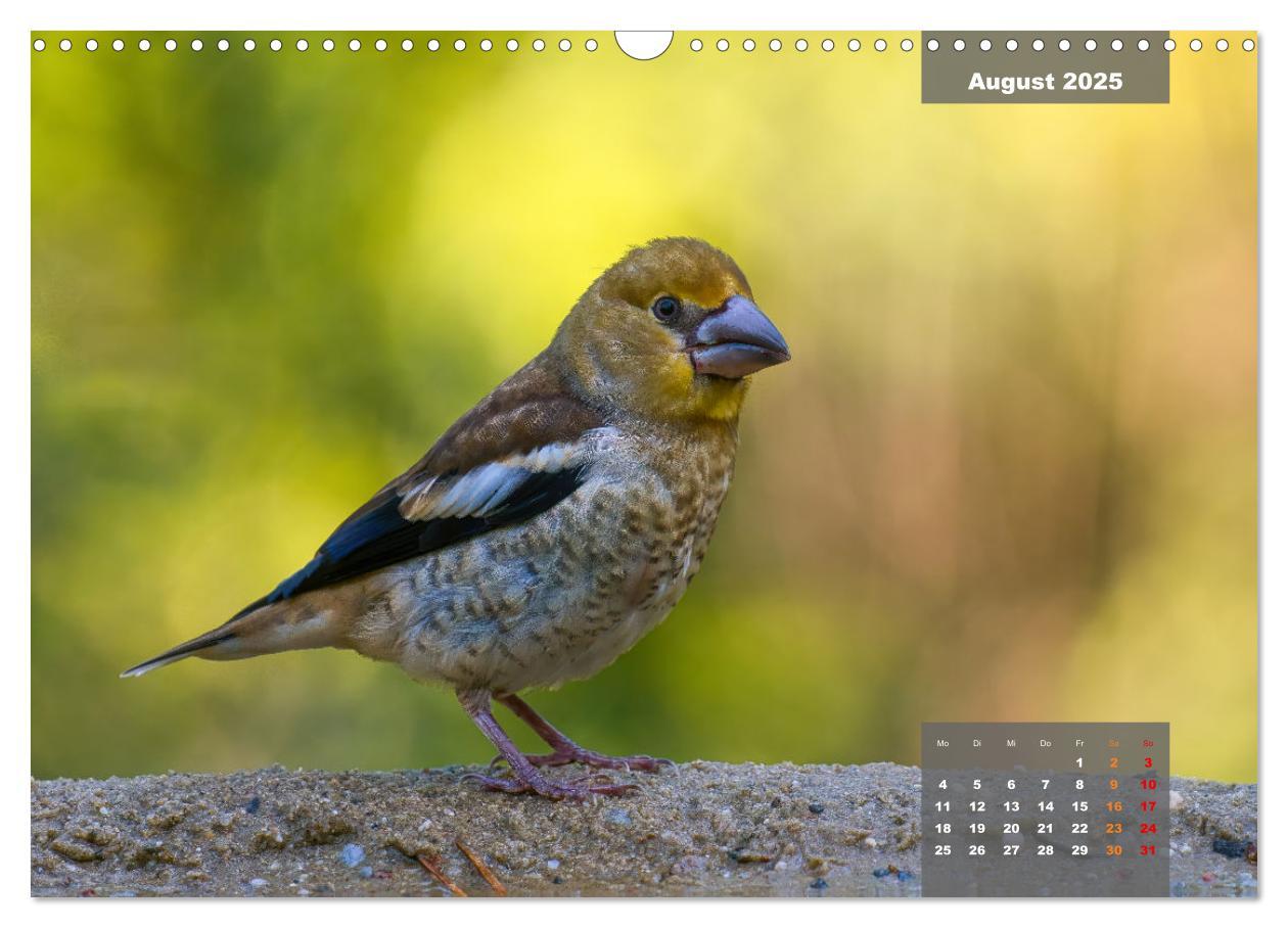 Bild: 9783383924507 | Sperlingsvögel - Die kleinen Sänger mit den großen Stimmen...