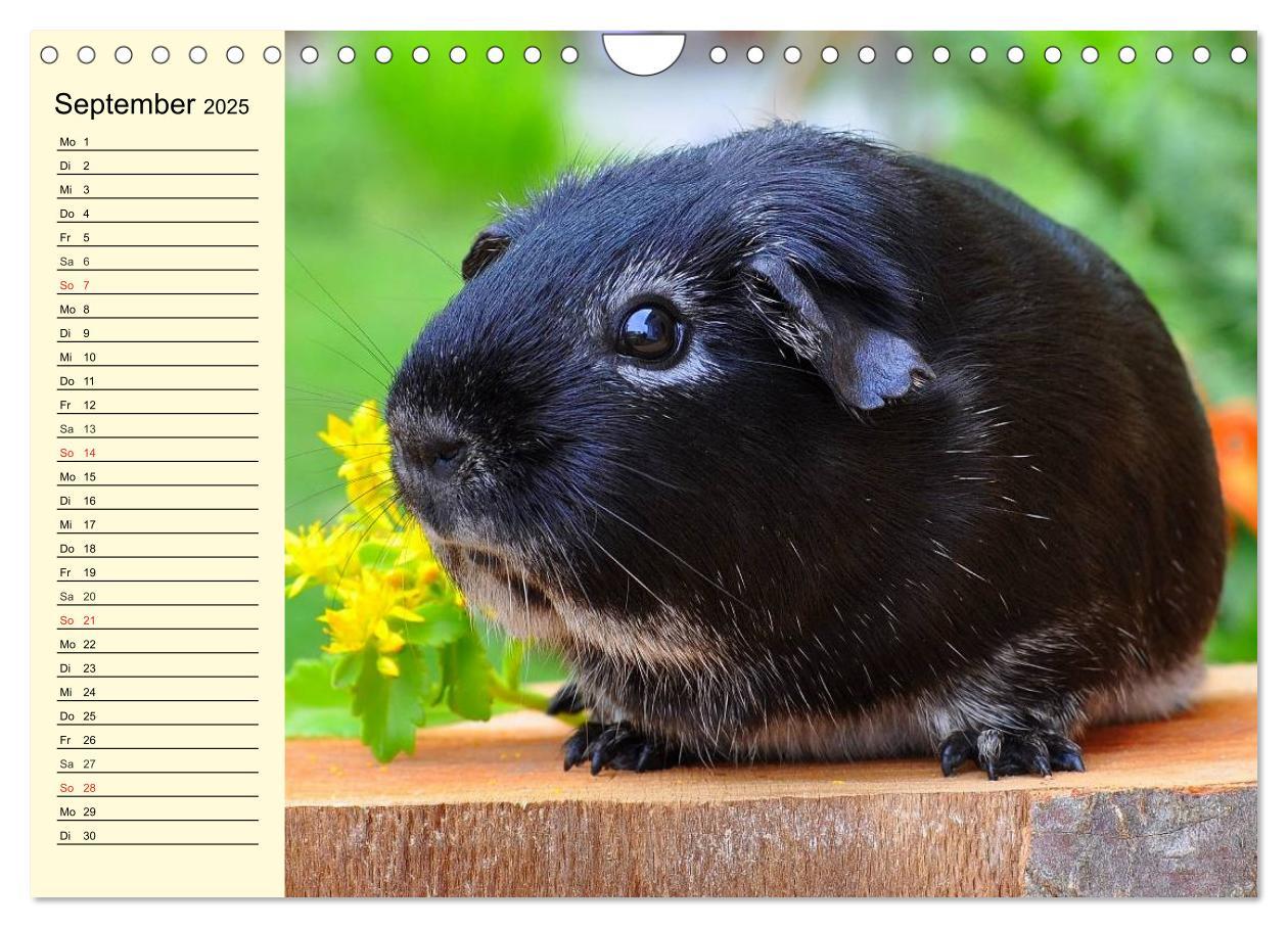 Bild: 9783435509621 | Meerschweinchen. Geliebte Nager (Wandkalender 2025 DIN A4 quer),...