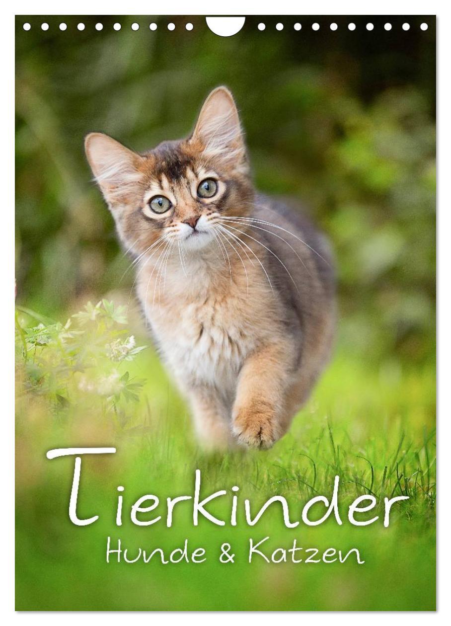 Cover: 9783457064610 | Tierkinder Hunde und Katzen (Wandkalender 2025 DIN A4 hoch),...