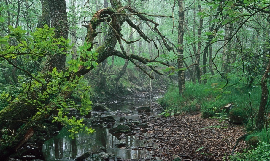 Bild: 9783866907676 | Deutschlands wilde Wälder | Norbert Rosing (u. a.) | Buch | 224 S.